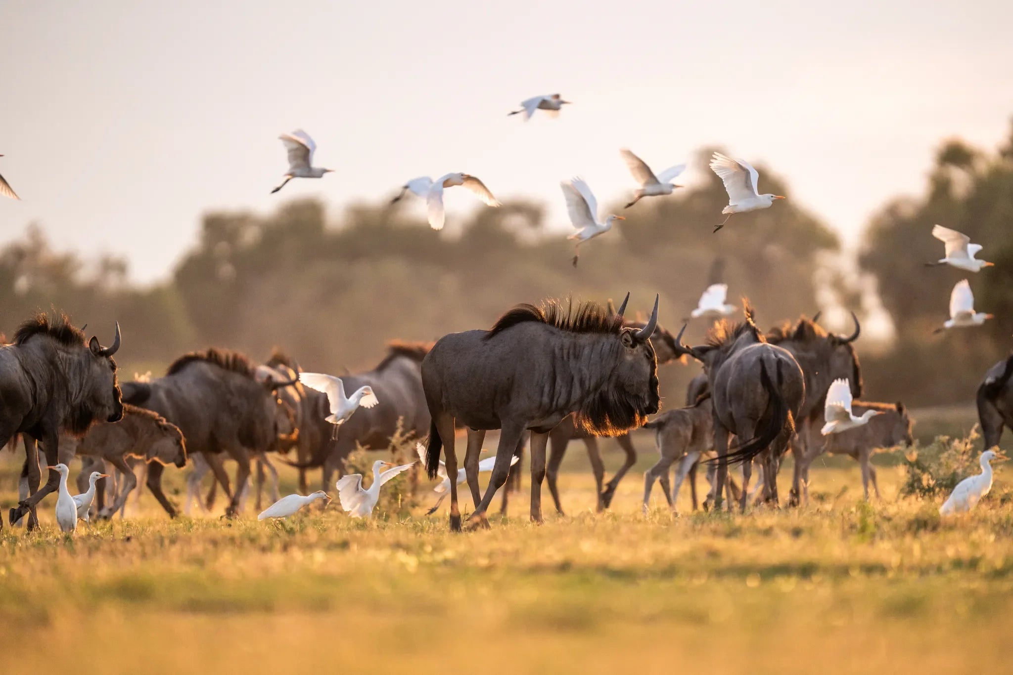 Wilderness Little Mombo at Wilderness Little Mombo, Mombo Concession, Botswana.