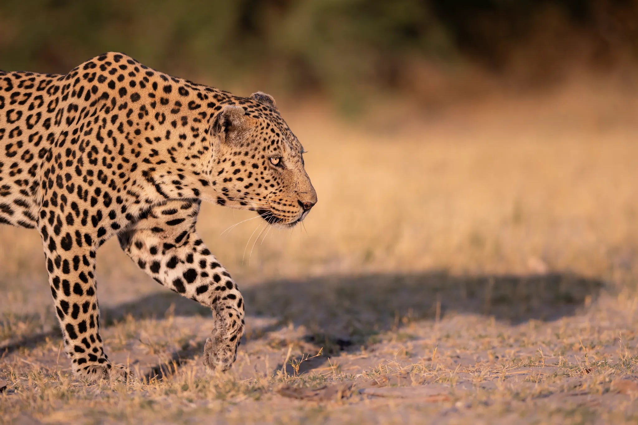 Wilderness Little Mombo at Wilderness Little Mombo, Mombo Concession, Botswana.