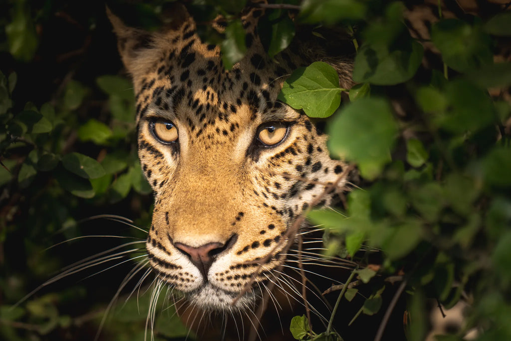 Wilderness Little Mombo at Wilderness Little Mombo, Mombo Concession, Botswana.