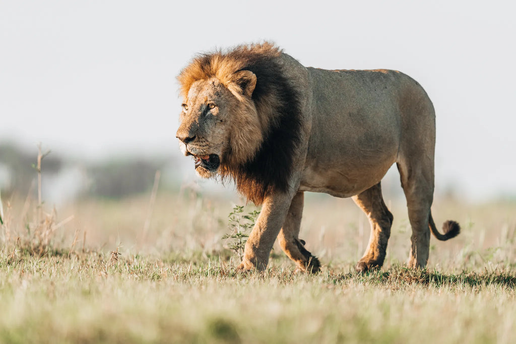 Wilderness Little Mombo at Wilderness Little Mombo, Mombo Concession, Botswana.