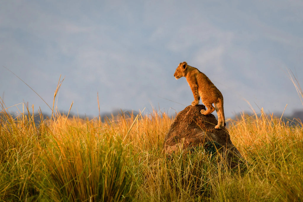 Wilderness Little Ruckomechi at Wilderness Little Ruckomechi, Mana Pools National Park, Zimbabwe.