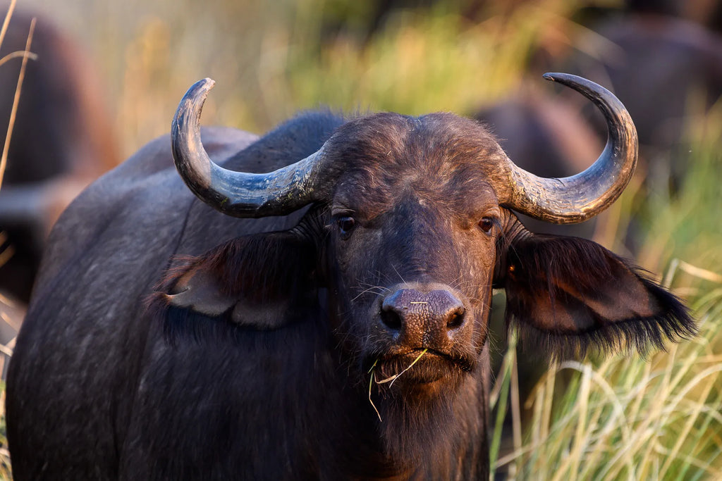Wilderness Little Ruckomechi at Wilderness Little Ruckomechi, Mana Pools National Park, Zimbabwe.