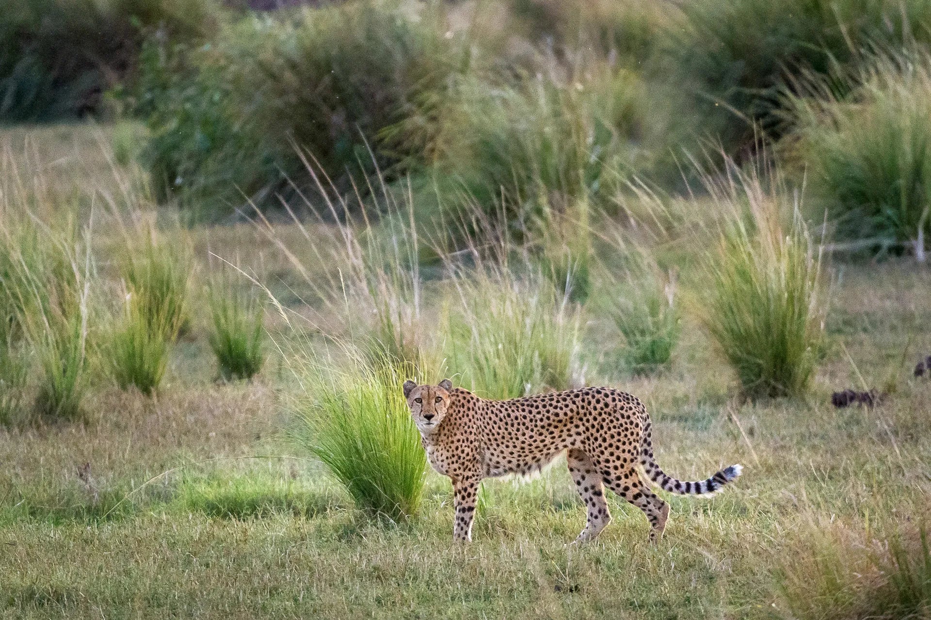 Wilderness Little Ruckomechi at Wilderness Little Ruckomechi, Mana Pools National Park, Zimbabwe.