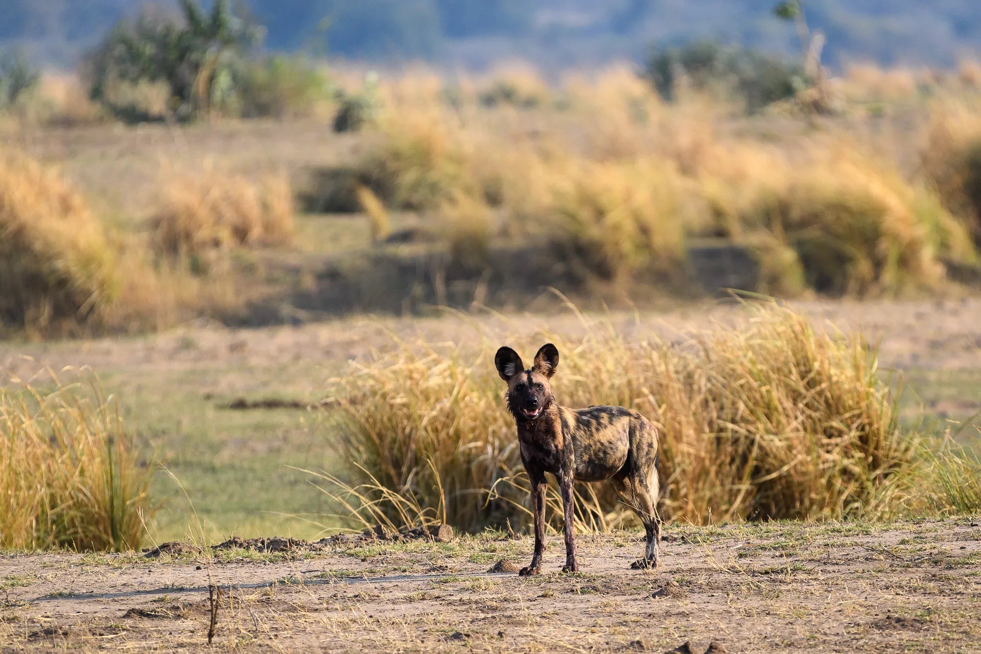 Wilderness Little Ruckomechi at Wilderness Little Ruckomechi, Mana Pools National Park, Zimbabwe.