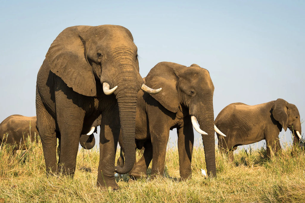 Wilderness Little Ruckomechi at Wilderness Little Ruckomechi, Mana Pools National Park, Zimbabwe.