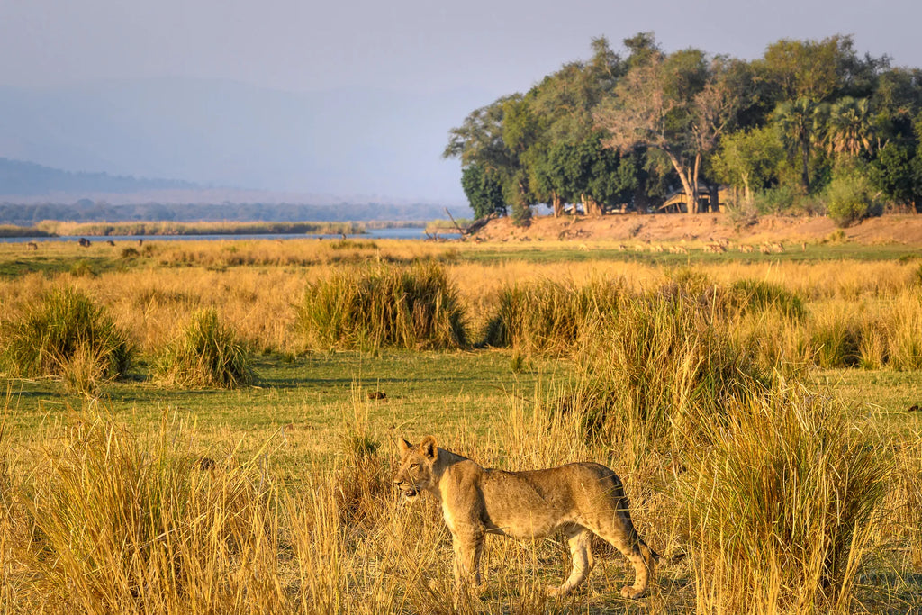 Wilderness Little Ruckomechi at Wilderness Little Ruckomechi, Mana Pools National Park, Zimbabwe.