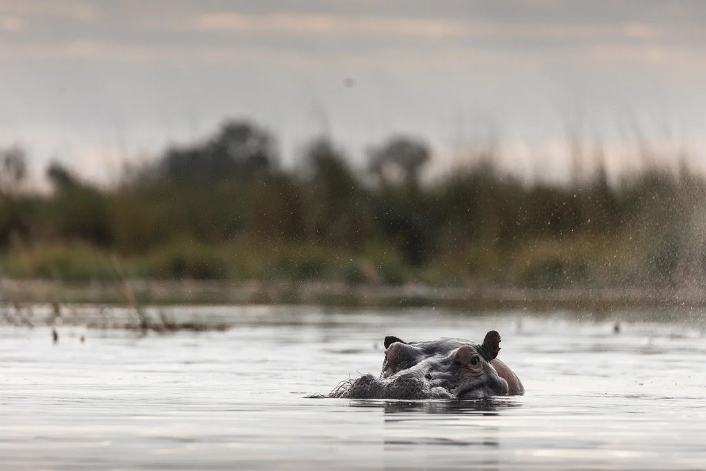 Wilderness Little Vumbura at Wilderness Little Vumbura, Kwedi Concession, Botswana.