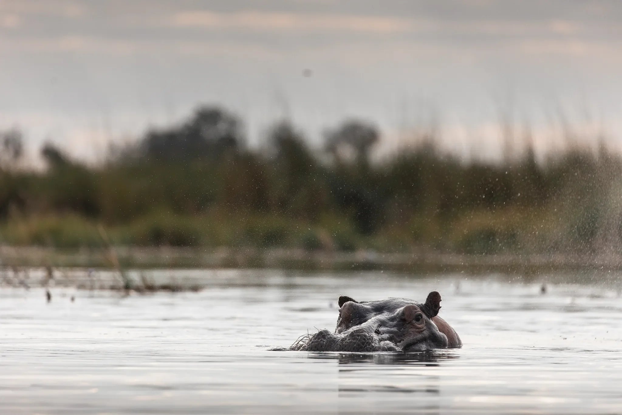 Wilderness Little Vumbura at Wilderness Little Vumbura, Kwedi Concession, Botswana.