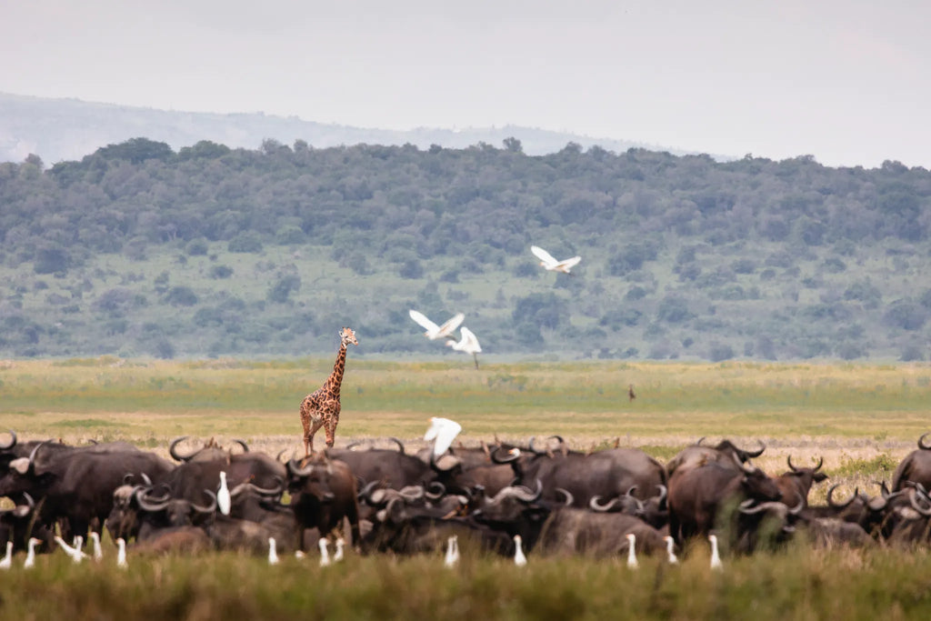 Wilderness Magashi at Wilderness Magashi, Akagera National Park, Rwanda.