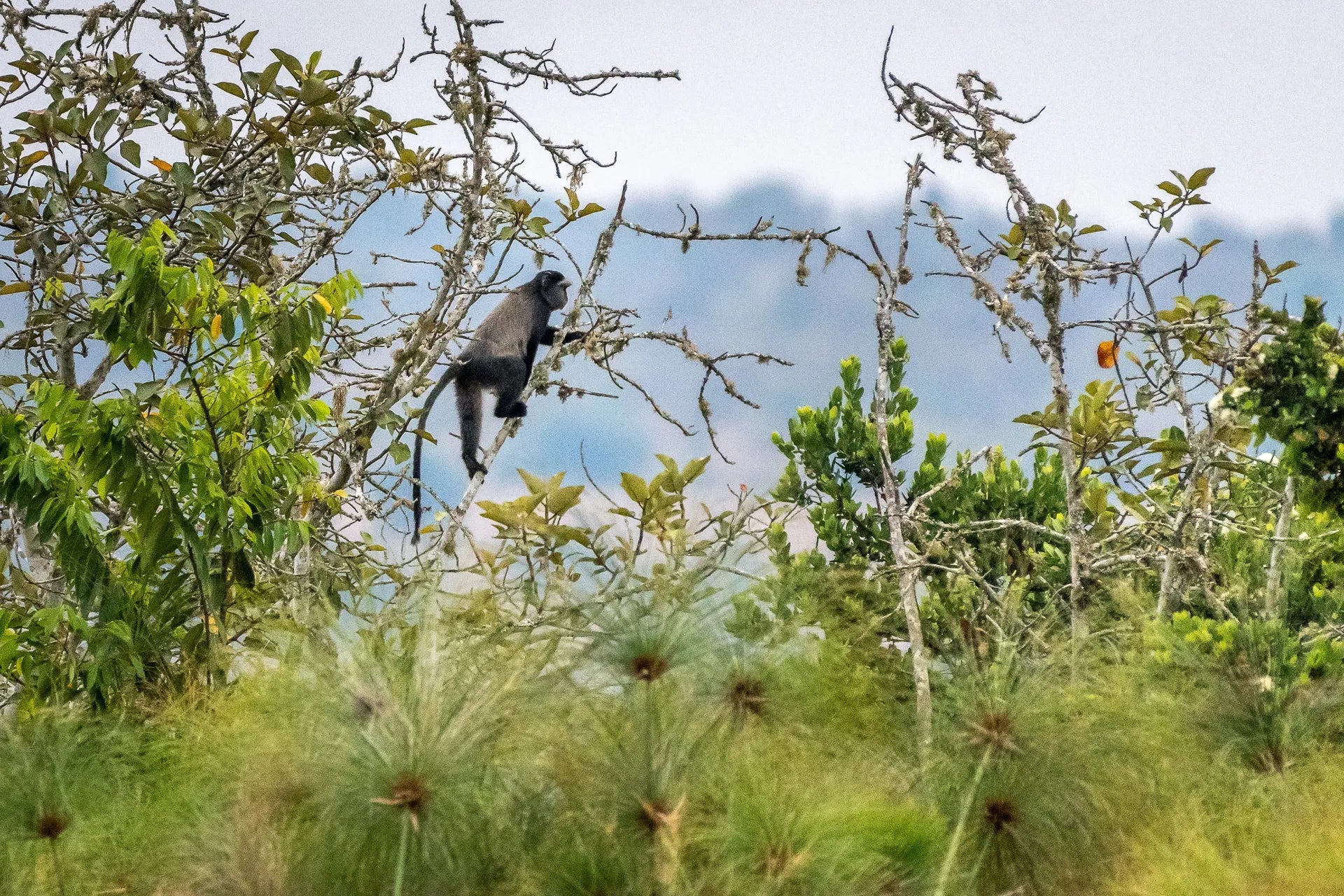 Magashi at Wilderness Magashi, Akagera National Park, Rwanda.