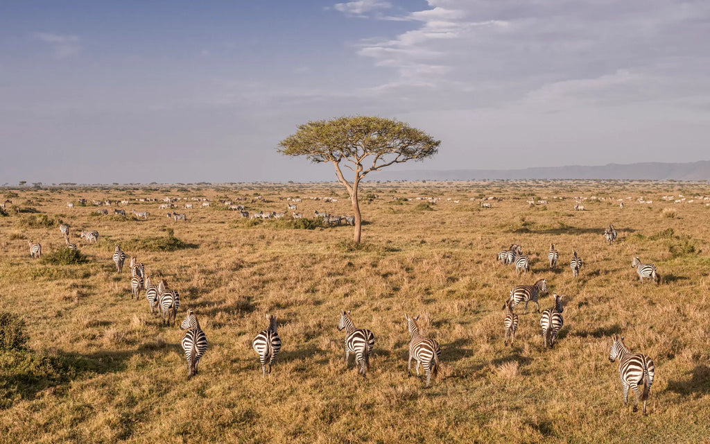 Wilderness Mara at Wilderness Mara, Masai Mara National Reserve, Kenya.
