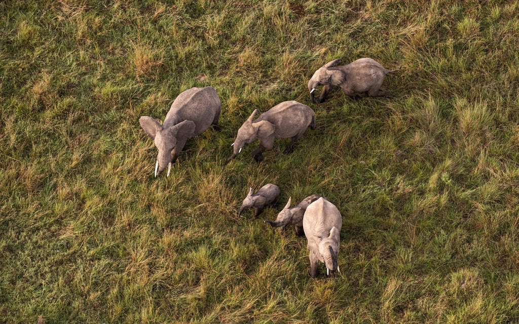 Wilderness Mara at Wilderness Mara, Masai Mara National Reserve, Kenya.
