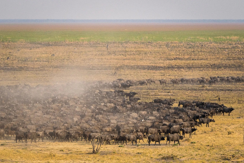 Buffalo herd at Wilderness Mokete, Mababe, Botswana.