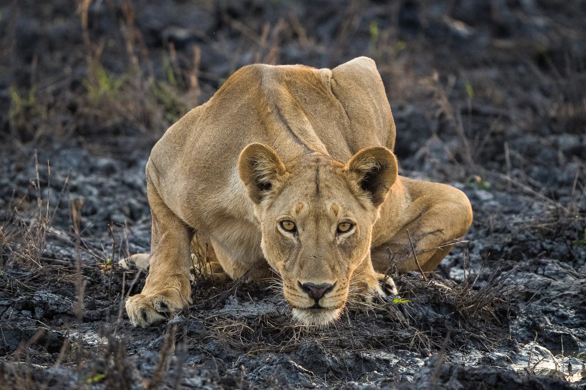 Wilderness Mokete at Wilderness Mokete, Mababe, Botswana.