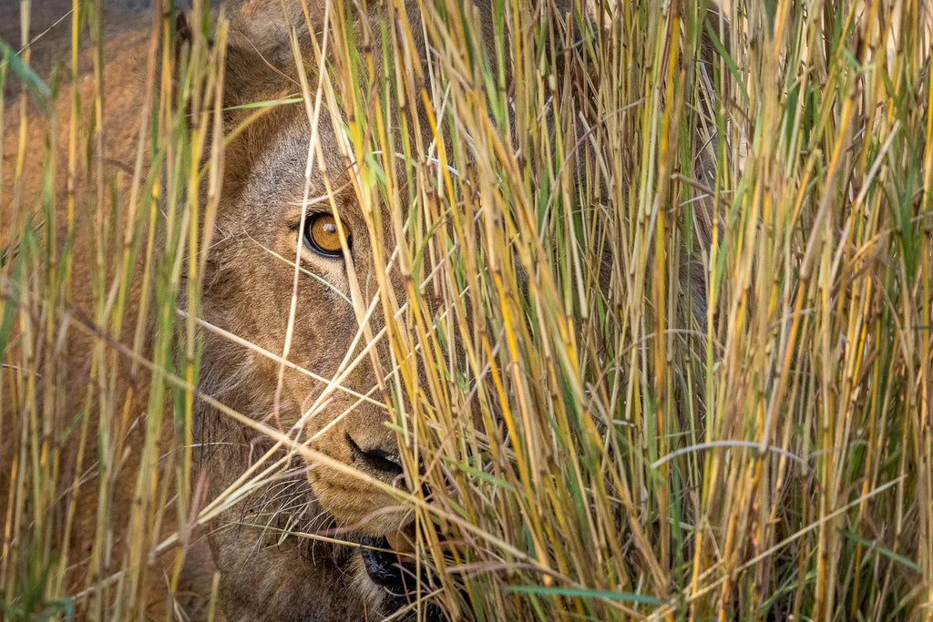 Wilderness Mokete at Wilderness Mokete, Mababe, Botswana.