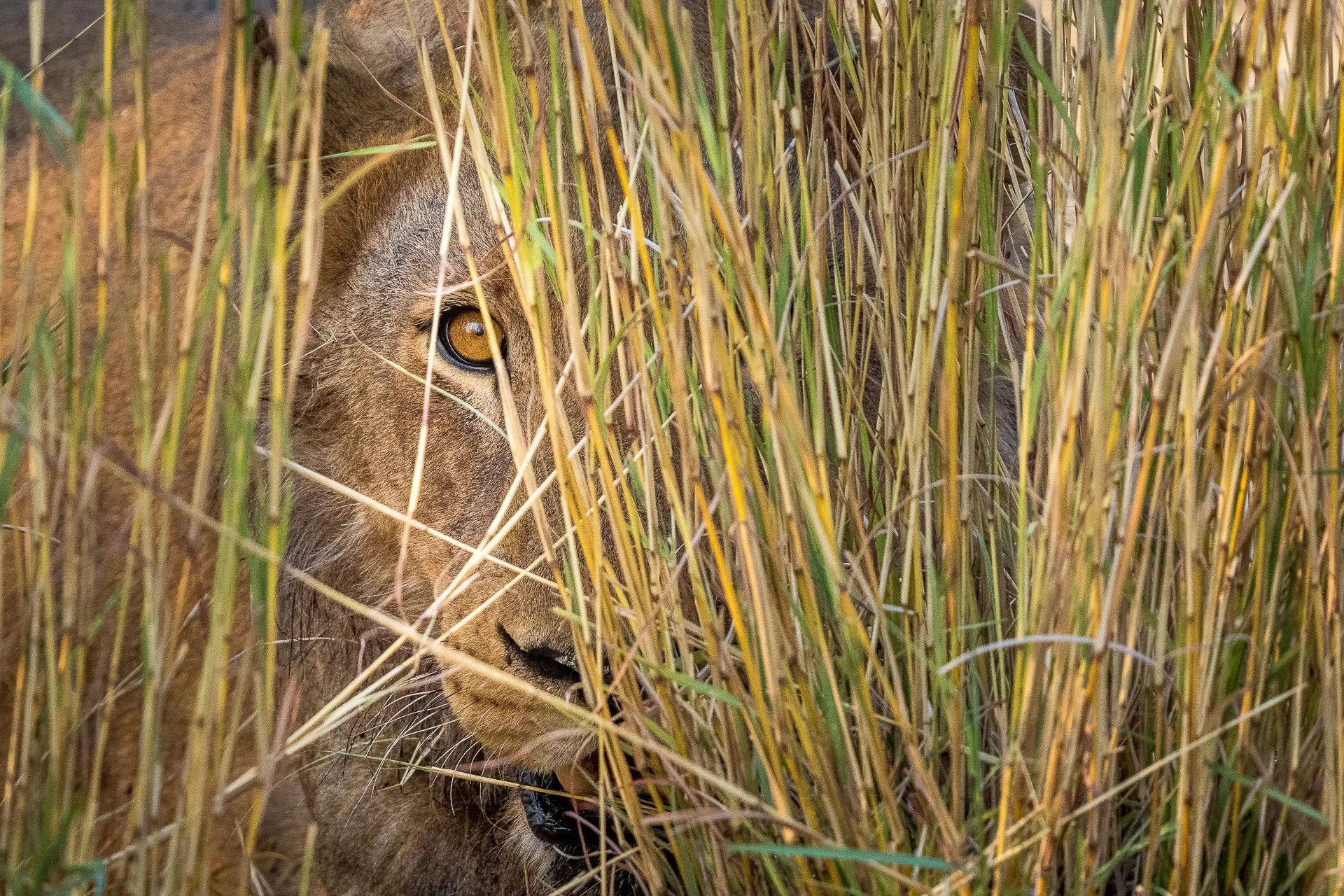 Wilderness Mokete at Wilderness Mokete, Mababe, Botswana.