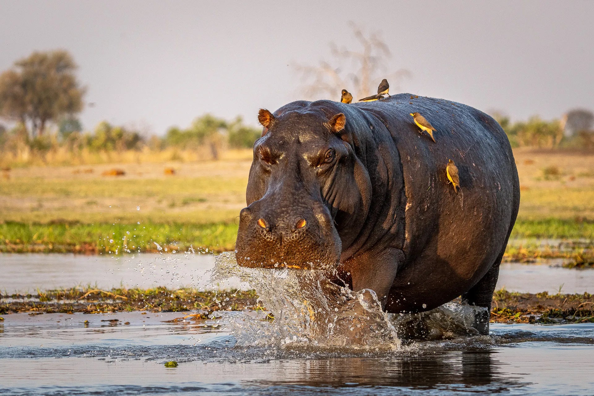 Wilderness Mokete at Wilderness Mokete, Mababe, Botswana.