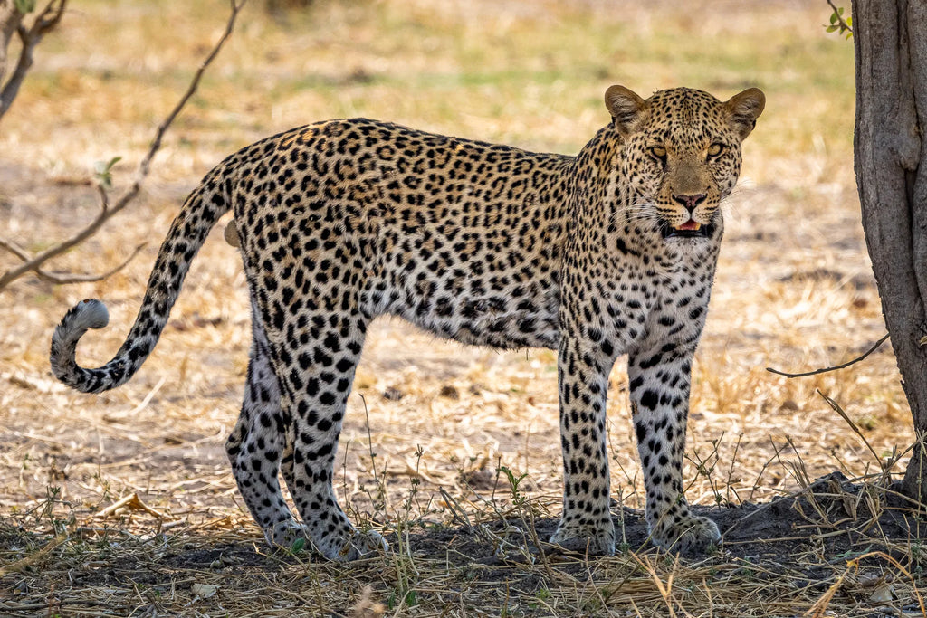 Leopard at Wilderness Mokete, Mababe, Botswana.