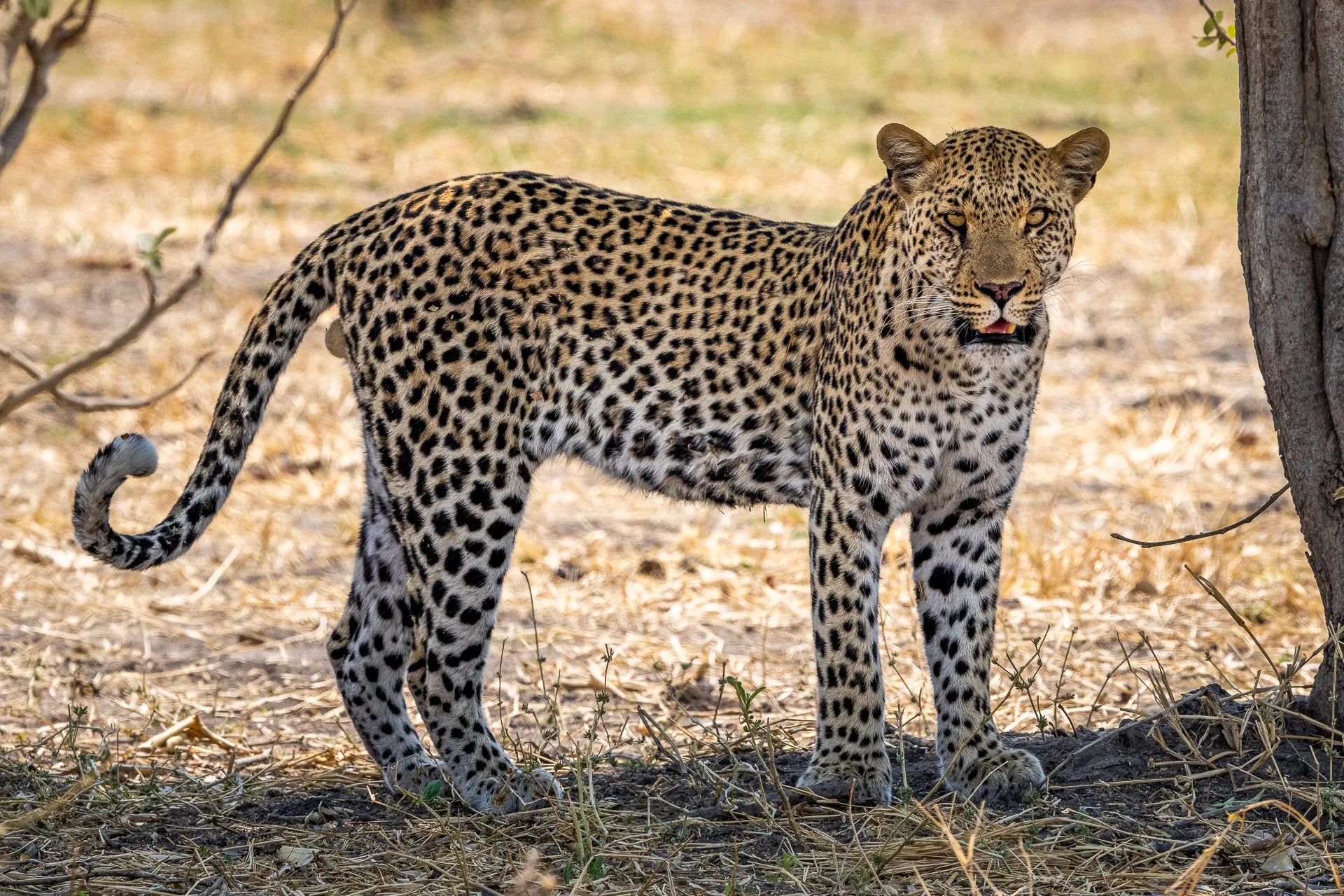 Leopard at Wilderness Mokete, Mababe, Botswana.