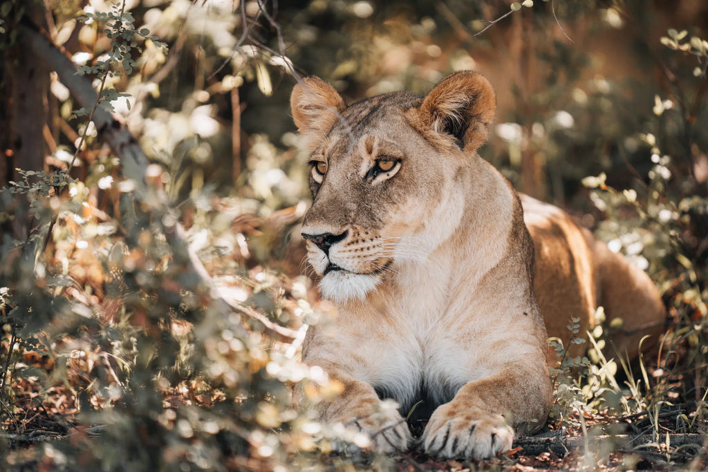 Wilderness Mombo at Wilderness Mombo, Mombo Concession, Botswana.