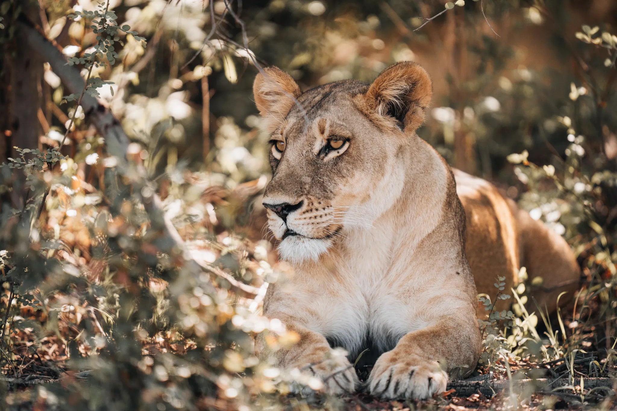 Wilderness Mombo at Wilderness Mombo, Mombo Concession, Botswana.