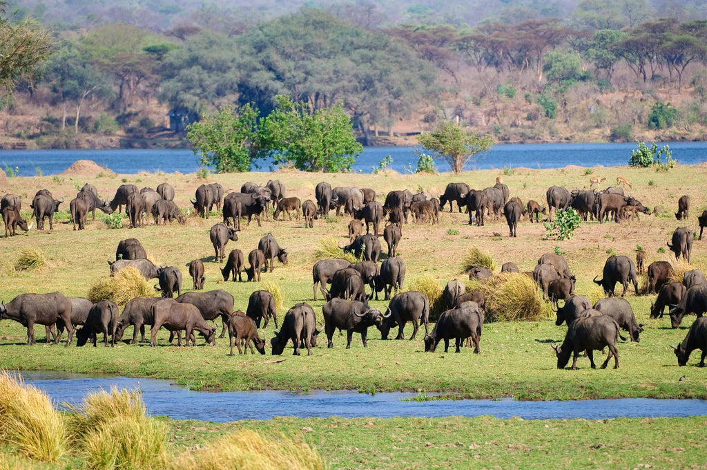 Wilderness Ruckomechi at Wilderness Ruckomechi, Mana Pools National Park, Zimbabwe.