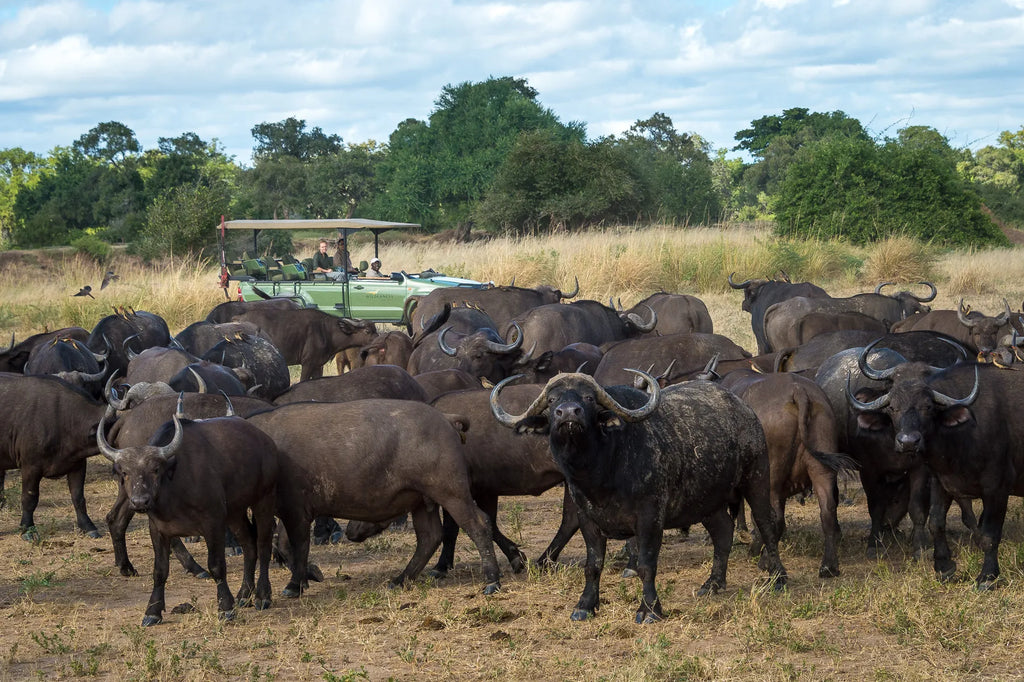 Wilderness Ruckomechi at Wilderness Ruckomechi, Mana Pools National Park, Zimbabwe.