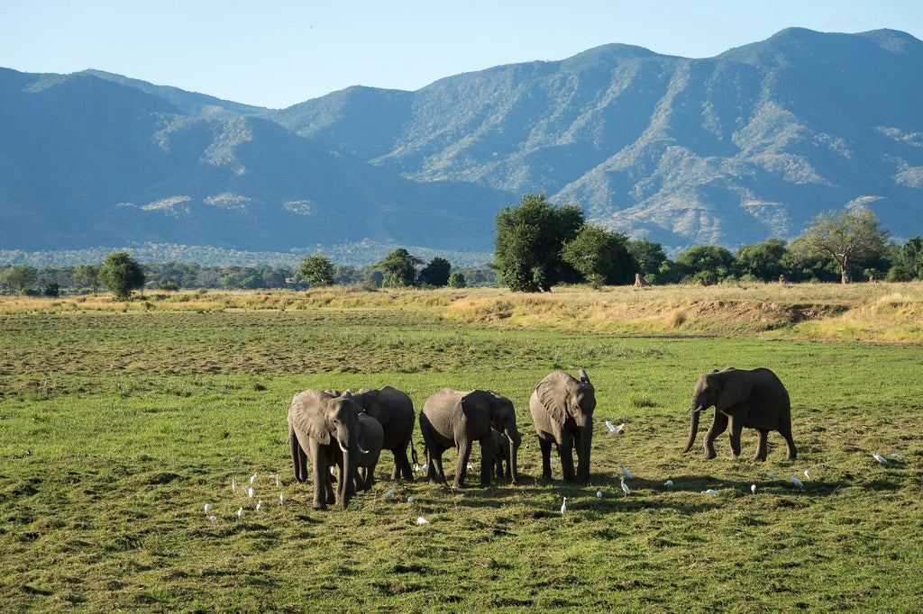 Wilderness Ruckomechi at Wilderness Ruckomechi, Mana Pools National Park, Zimbabwe.