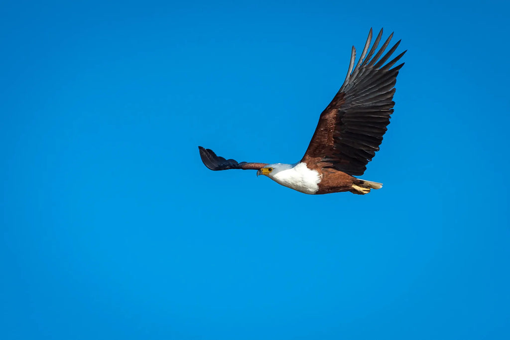 Wilderness Ruckomechi at Wilderness Ruckomechi, Mana Pools National Park, Zimbabwe.