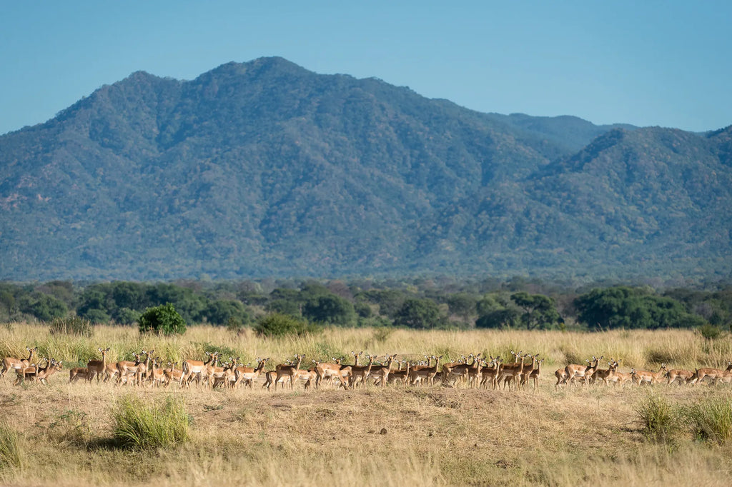 Wilderness Ruckomechi at Wilderness Ruckomechi, Mana Pools National Park, Zimbabwe.