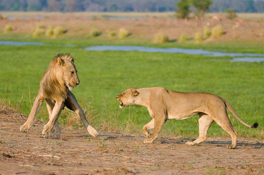 Wilderness Ruckomechi at Wilderness Ruckomechi, Mana Pools National Park, Zimbabwe.