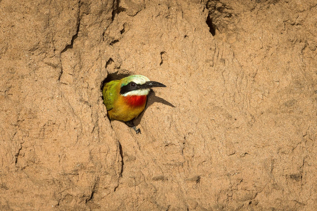 Wilderness Ruckomechi at Wilderness Ruckomechi, Mana Pools National Park, Zimbabwe.