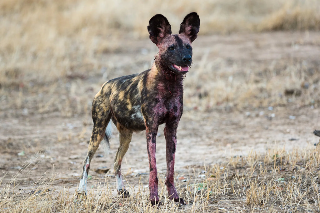 Wilderness Ruckomechi at Wilderness Ruckomechi, Mana Pools National Park, Zimbabwe.