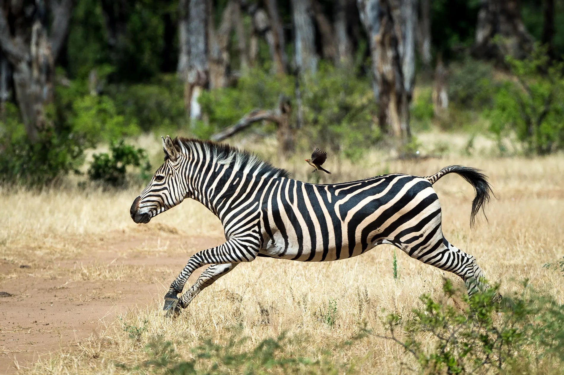 Wilderness Ruckomechi at Wilderness Ruckomechi, Mana Pools National Park, Zimbabwe.