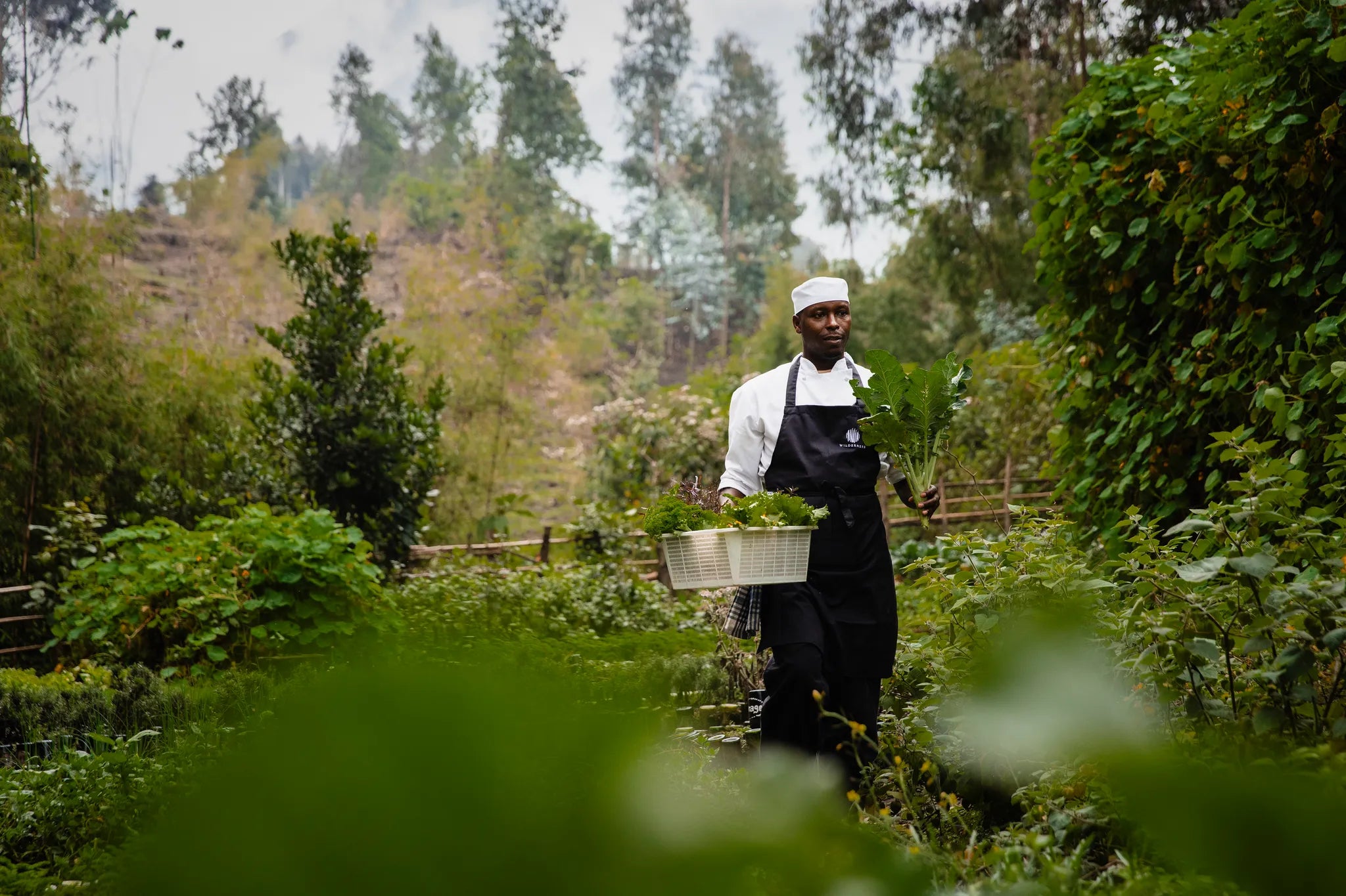 Wilderness Sabyinyo at Wilderness Sabyinyo, Volcanoes National Park, Rwanda.