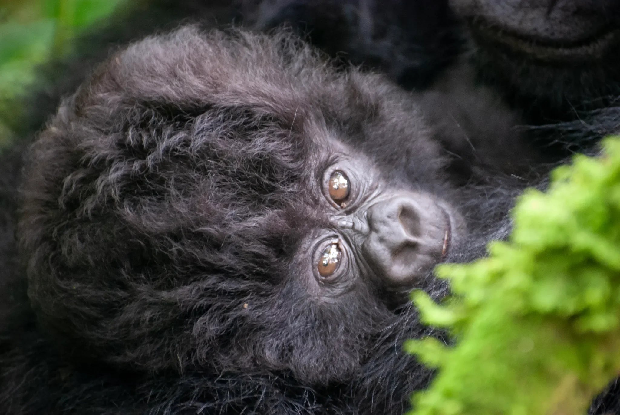 Nothing quite matches the thrill of looking into the eyes of a baby mountain gorilla. at Wilderness Sabyinyo, Volcanoes Na...
