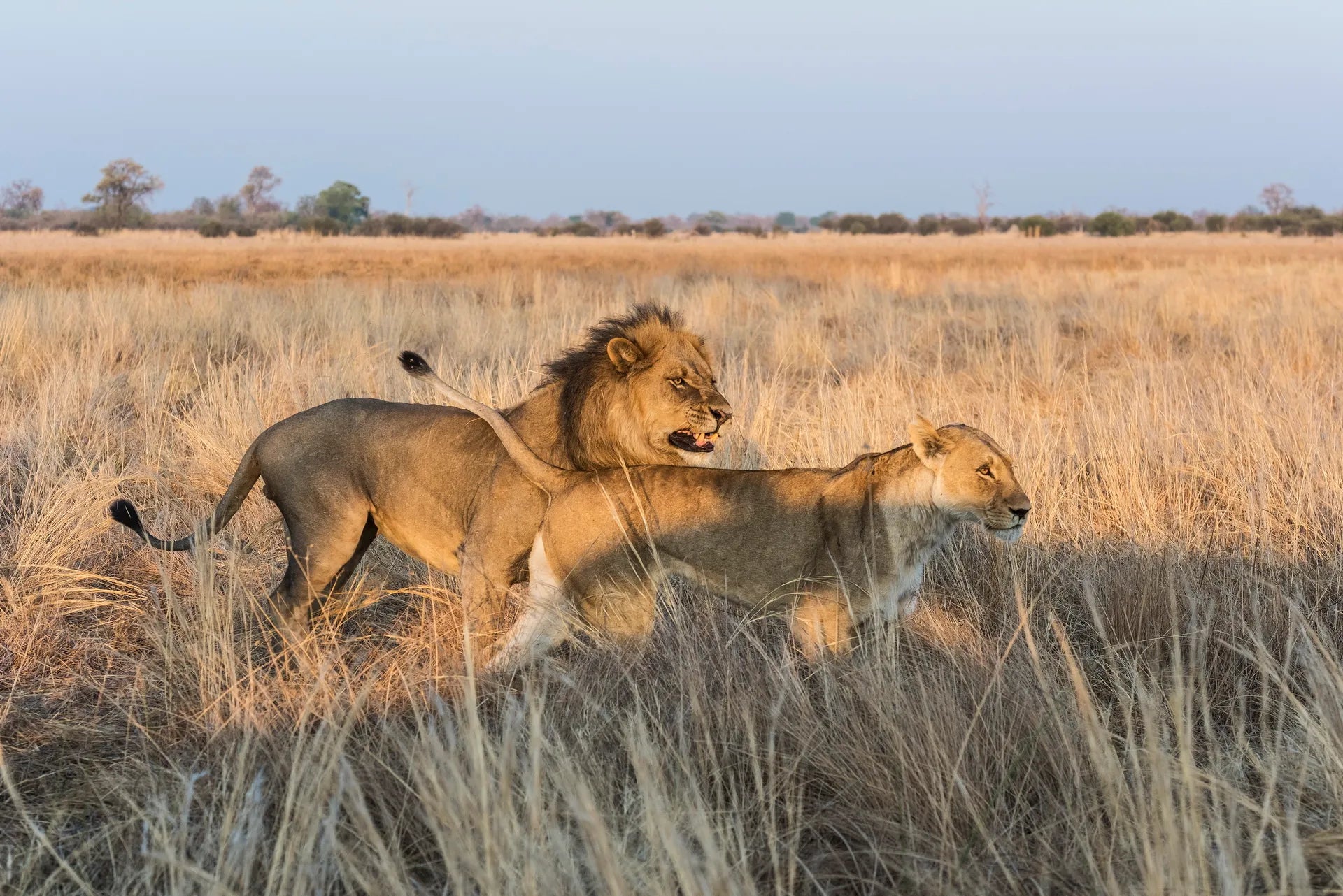Wilderness Savuti at Wilderness Savuti, Linyanti Concession, Botswana.