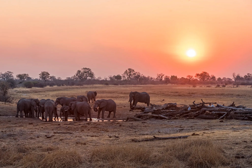 Wilderness Savuti at Wilderness Savuti, Linyanti Concession, Botswana.