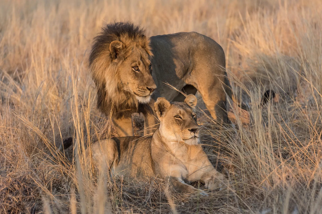 Wilderness Savuti at Wilderness Savuti, Linyanti Concession, Botswana.