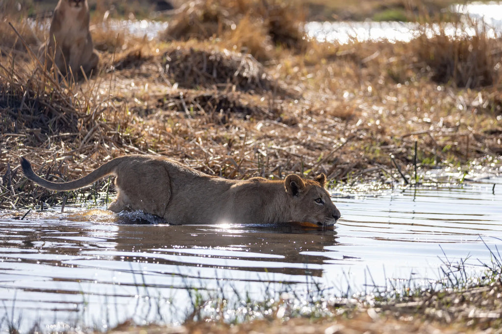 Wilderness Savuti at Wilderness Savuti, Linyanti Concession, Botswana.
