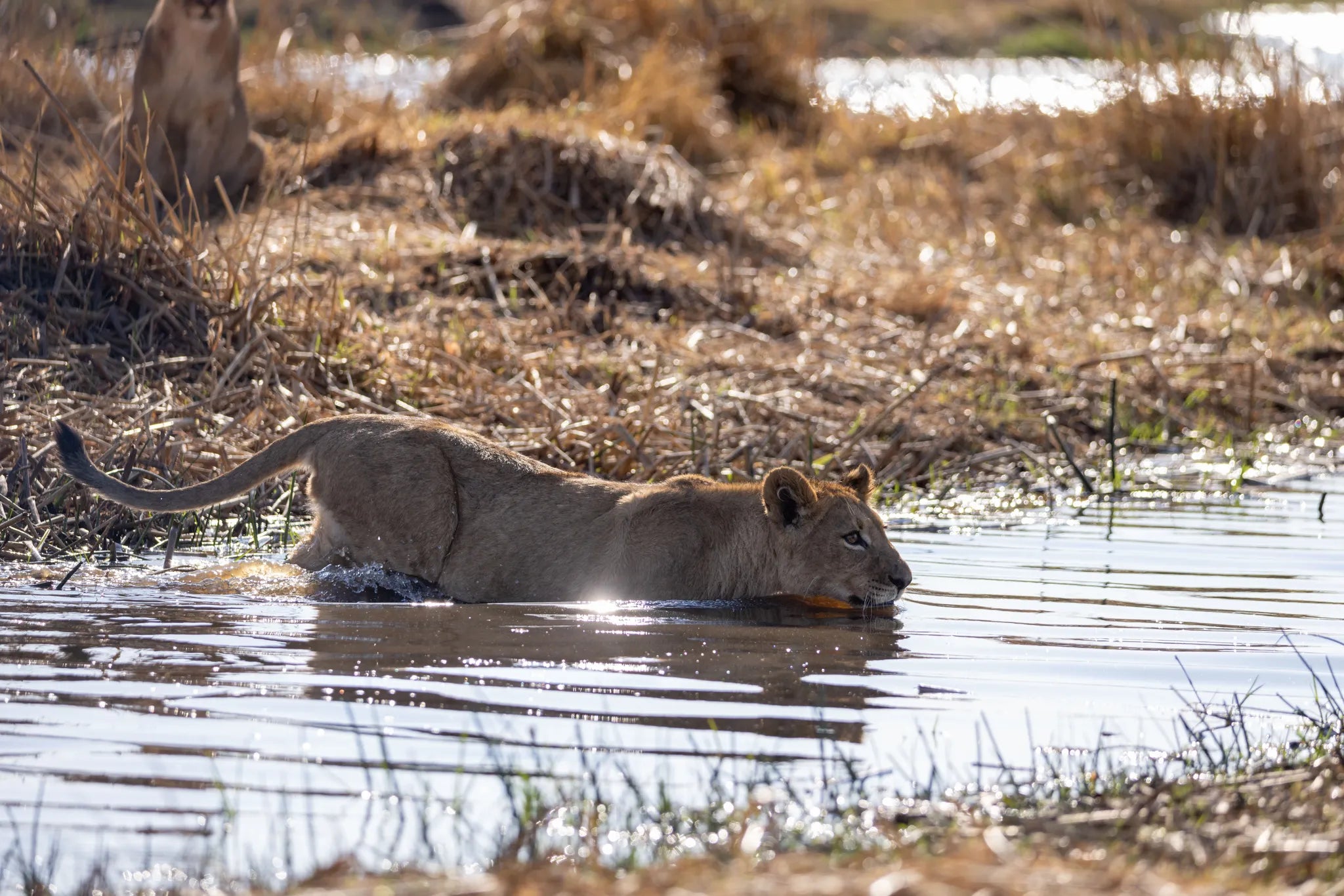 Wilderness Savuti at Wilderness Savuti, Linyanti Concession, Botswana.