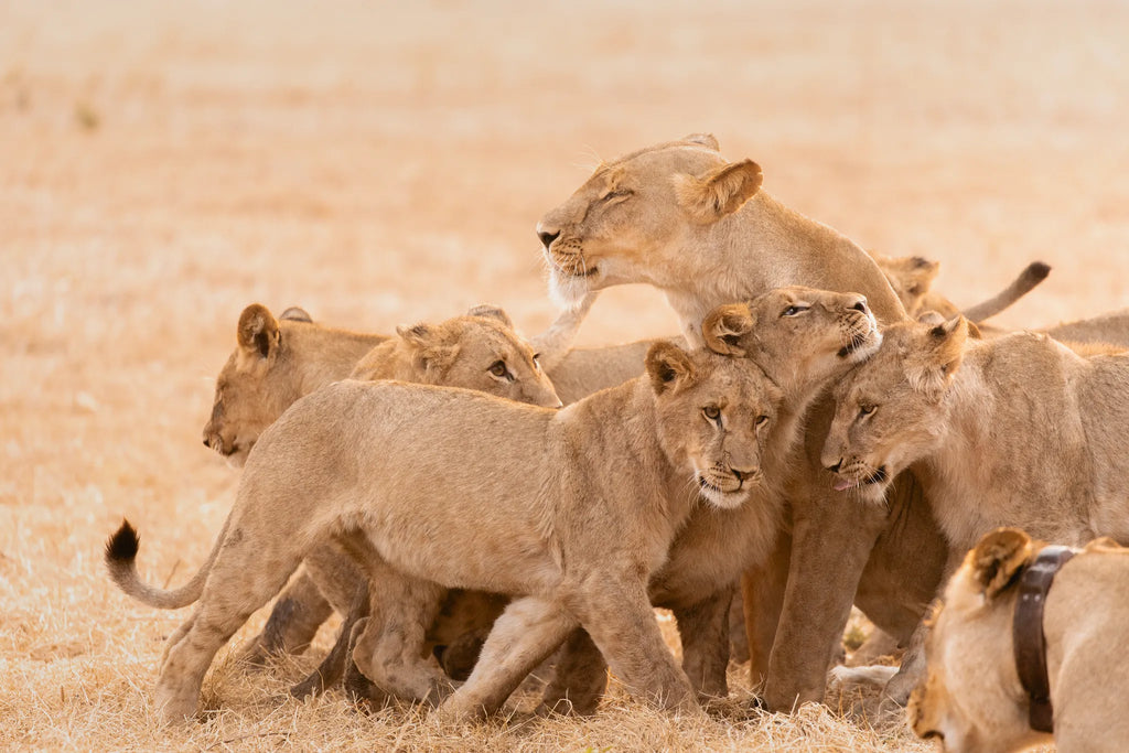 Wilderness Shumba Camp at Wilderness Shumba, Northern Kafue, Zambia.