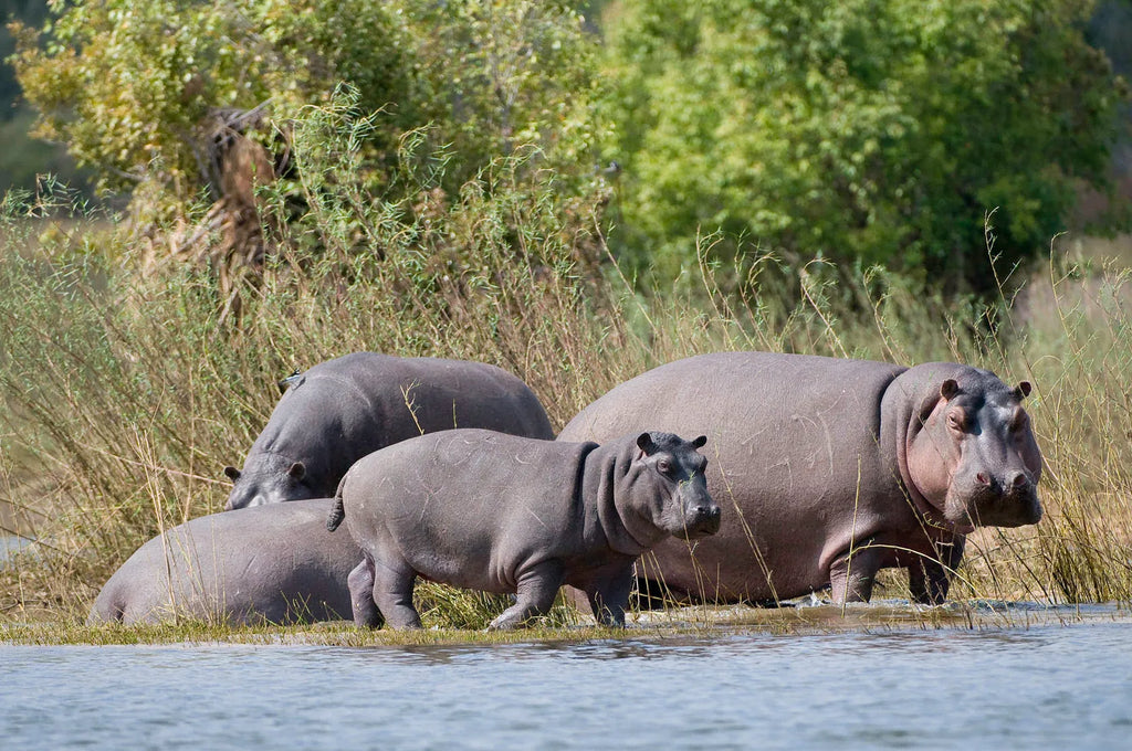Toka Leya Camp at Wilderness Toka Leya, Livingstone, Zambia.