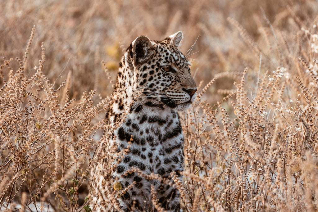 Game Drives gallery image 2