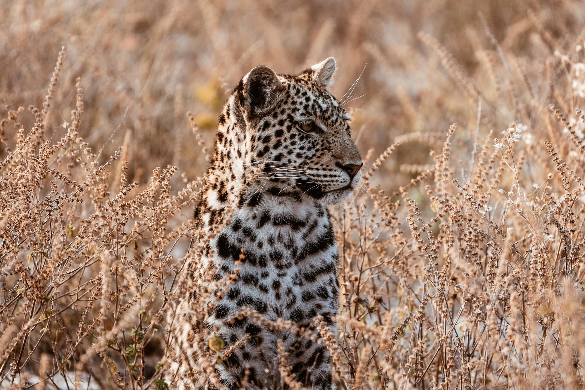 Game Drives gallery image 2