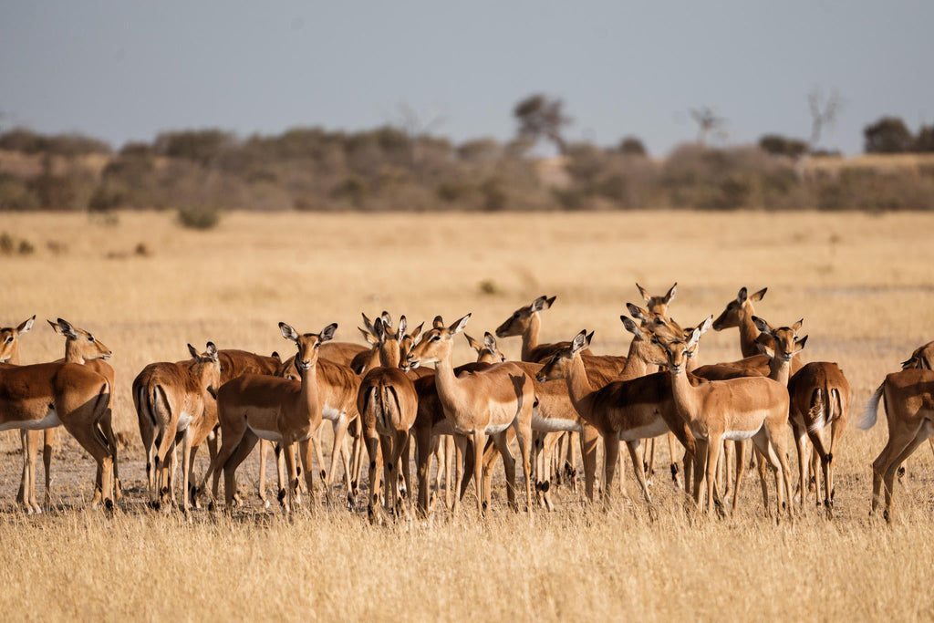 Game Drives gallery image 4