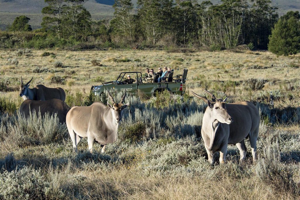 Game Drives  gallery image 6