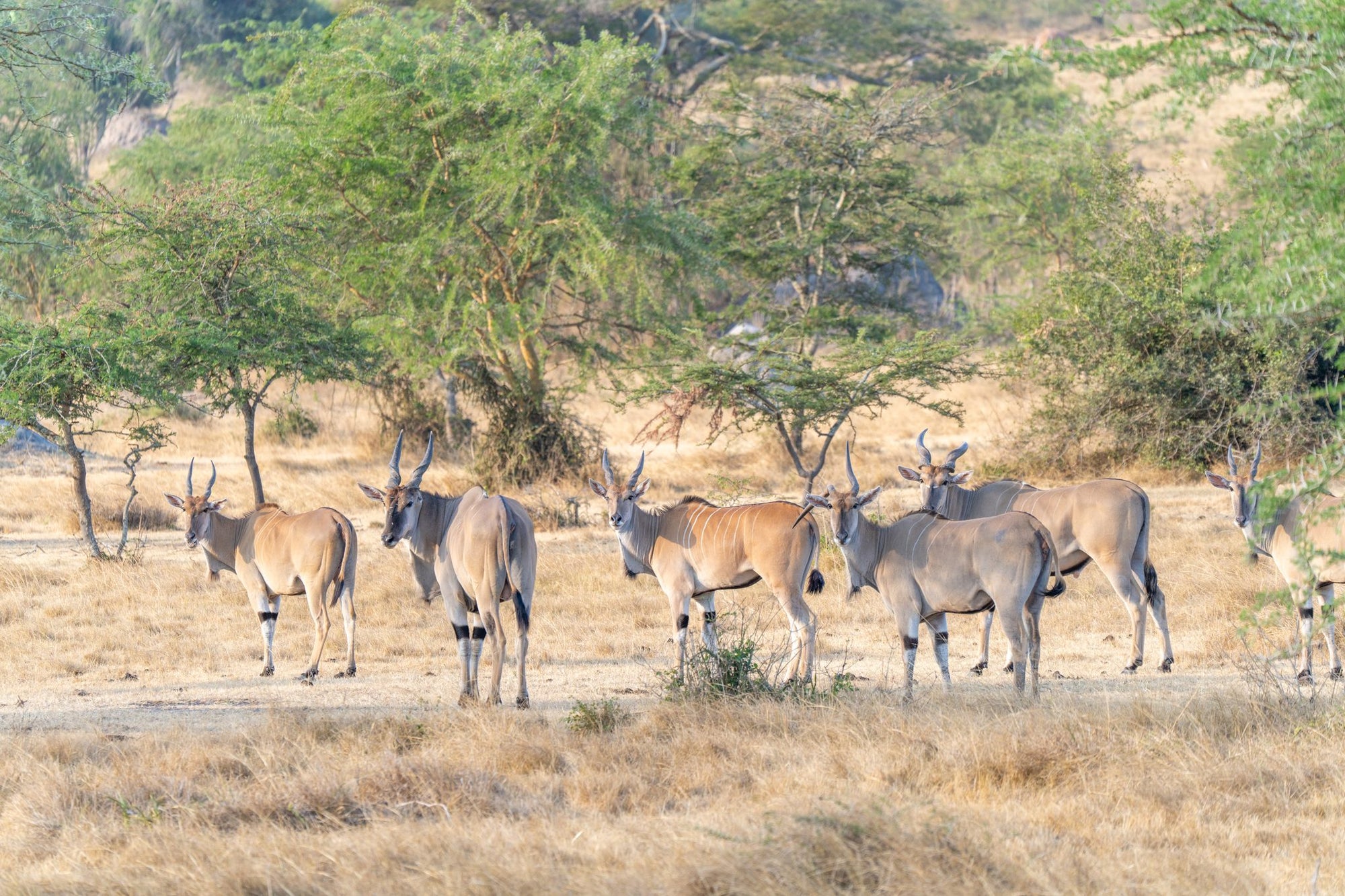 Horse Riding Safaris - Additional Cost - Mihingo Lodge Activity
