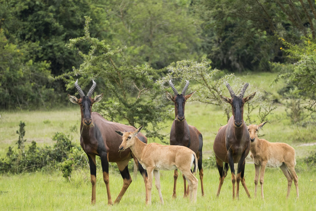 Hide Walk - No Extra Charge - Mihingo Lodge Activity