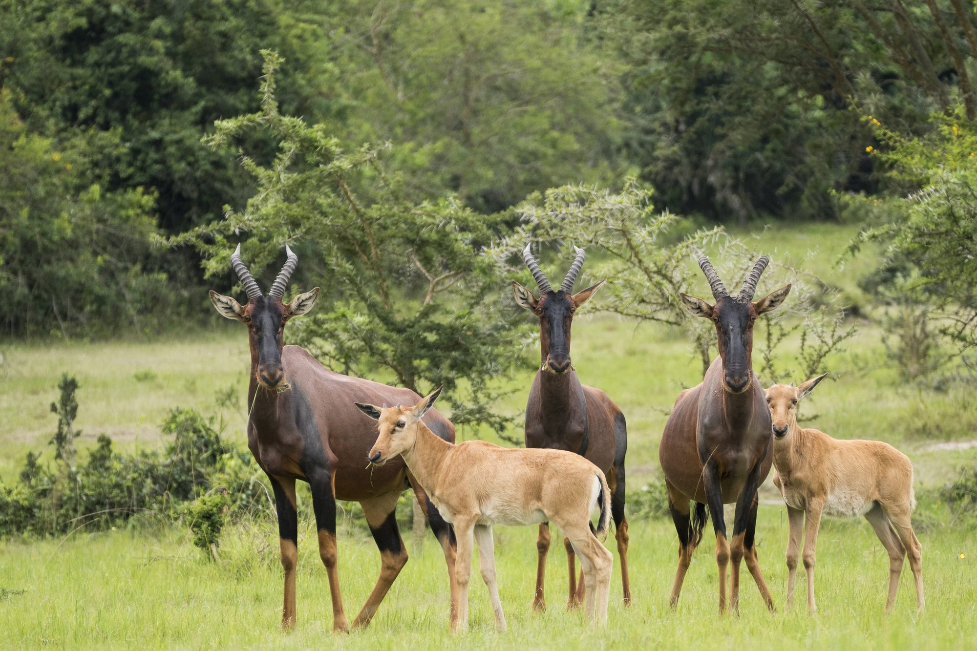 Hide Walk - No Extra Charge - Mihingo Lodge Activity